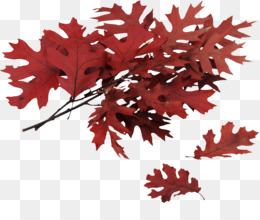 Norte Vermelho Carvalho Fundo Png Imagem Png Red Maple Maple Leaf