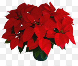 Poinsettia Vermelho Flor png transparente grátis