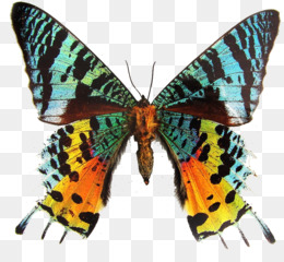 Graphium Weiskei Fundo Png Imagem Png Rabo De Andorinha Borboleta