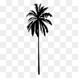 Arecaceae Silhueta Desenho Png Transparente Gr Tis