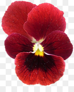 Pansy Guindastesbill Planta Anual Png Transparente Gr Tis