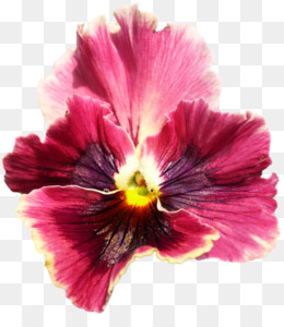 Pansy Guindastesbill Planta Anual Png Transparente Gr Tis