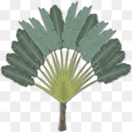 Palm Leaf Manuscrito Arecaceae Ramo De Palma Clip Art Palmeira