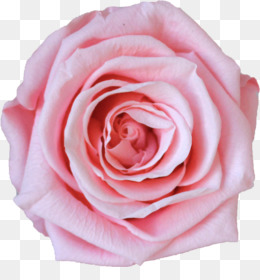 Flor De Luxe Fundo Png Imagem Png As Rosas Do Jardim De Repolho