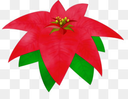 Poinsettia Flor Planta png transparente grátis