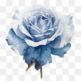 Rosa Azul Rosa Azul Em Aquarela Aquarela Png Transparente Gr Tis