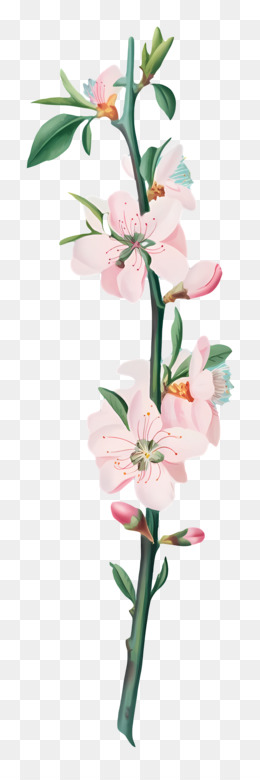 Árvore De Floração Rosa fundo png imagem png ramo de árvore Galho