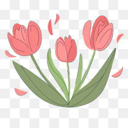 Variedades De Tulipa Fundo Png Imagem Png Flores Da Primavera