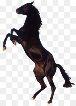 Tennessee andando cavalo garanhão pulando, cavalo Mustang dos desenhos  animados, cavalo, branco, mamífero png