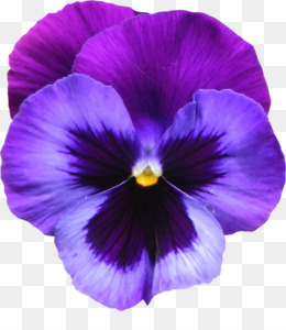 Violeta fundo png & imagem png - Violeta doce Flor Roxa Clip-art - Grande  Transparente Roxo Violeta Flor PNG Clipart png transparente grátis