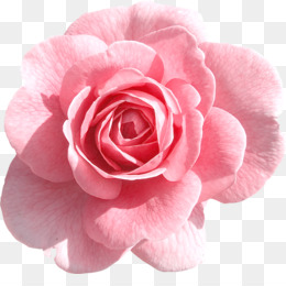 Pink background png & png image - Pétalo de flor - Pétalos de durazno, Fiesta, Flores, Decoración de otoño, Rosa creativo, Pétalos de boda, Pétalos de rosa png transparente gratis