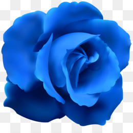 Rosa Azul Fondo png & png image - Rosa Azul Flor - Rosa Azul Con Tallo PNG Transparente Gratis Transparente Imagen prediseñada png