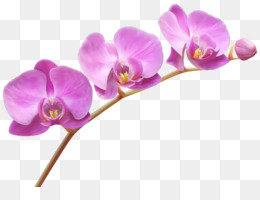 Orquídeas fundo png & imagem png - Molduras - orquídeas png transparente  grátis