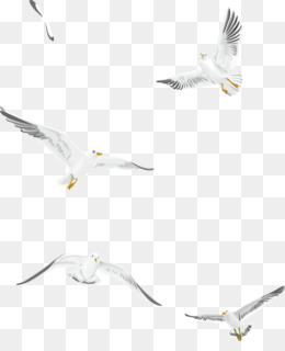 Featured image of post Gaivotas Em Png Polish your personal project or design with these gaivota transparent png images make it even more personalized and more attractive