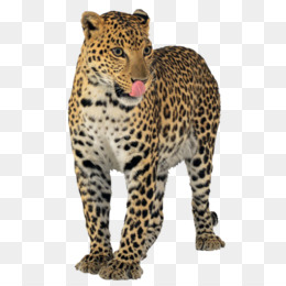 Fundo Base De Texto Em Inglês Personalizado Na Arte Da Pele De Leopardo  Animal Da Selva Foto E Imagem Para Download Gratuito - Pngtree