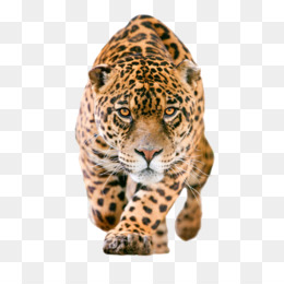 Fundo Base De Texto Em Inglês Personalizado Na Arte Da Pele De Leopardo  Animal Da Selva Foto E Imagem Para Download Gratuito - Pngtree