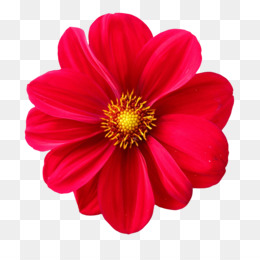 Flores Caindo Vermelho - Foto gratuita no Pixabay - Pixabay