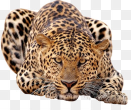 Fundo Base De Texto Em Inglês Personalizado Na Arte Da Pele De Leopardo  Animal Da Selva Foto E Imagem Para Download Gratuito - Pngtree