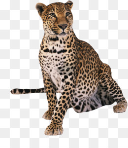 Fundo Base De Texto Em Inglês Personalizado Na Arte Da Pele De Leopardo  Animal Da Selva Foto E Imagem Para Download Gratuito - Pngtree