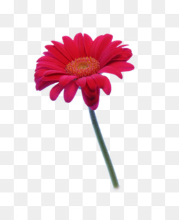 Flor, Fotografia De Stock, Gerbera Jamesonii png transparente grátis