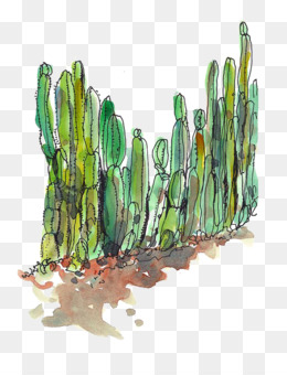 pretty_cactus.PNG (570×533)  Cactos desenho, Cactus ilustração