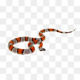 Serpente Na Tela Prank Serpente Tela, Serpentes Na Tela 3D Snake Reptile  Online, serpente, animais, escalado réptil, cobra png