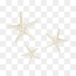 Estrelas Do Mar Branco fundo png & imagem png - Estrela-Do-Mar Branco -  Estrelas do mar branco png transparente grátis
