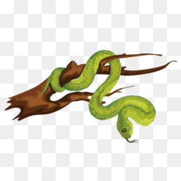 Corte A Fruta Da Serpente E Uma Fruta Completa Da Cobra PNG Imagens  Gratuitas Para Download - Lovepik