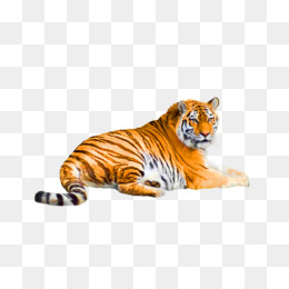 Fundo Transparente De Tigre Branco 3d PNG , 3d, Animal, Fundo Transparente  PNG Imagem para download gratuito