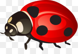 Joaninha Ladybug, HD Png Download - 770x982(#2522069) - PngFind