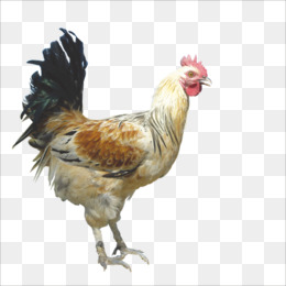 Galinha Pintadinha png download - 1071*1691 - Free Transparent Chicken png  Download. - CleanPNG / KissPNG