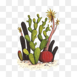 Cartoon Cactus Potted Plant Plant Cactus PNG , Cacto Clipart, Cacto Dos  Desenhos Animados, Vaso De Planta Imagem PNG e PSD Para Download Gratuito