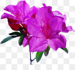 Flores De Azaléia fundo png & imagem png - Primeiro grau Planilha Azaléia  Palavra - Roxo azaléias png transparente grátis