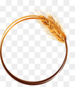 Featured image of post Ramo De Trigo Dourado Png Colheita de arroz de trigo trigo dourado ilustra o de trigo moldura dourada gr o inteiro milho png