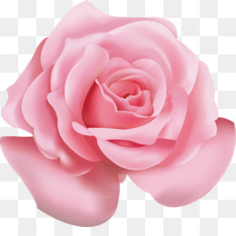 Vermelho De Flores Rosa fundo png & imagem png - Praia do rosa cor-de-Rosa  Ícone de uma Flor - Rosas cor-de-rosa png transparente grátis
