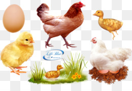 Galinha Pintadinha png download - 1071*1691 - Free Transparent Chicken png  Download. - CleanPNG / KissPNG