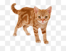 Arte Digital De Estilo De Desenho Animado De Gato Fofo Realista PNG ,  Desenho De Gato, Gato, Gato Fofo Imagem PNG e PSD Para Download Gratuito