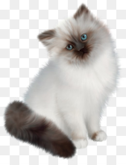 Clipart De Gato Branco Desenhado à Mão PNG , Branco, Garra, Gato