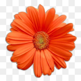 Flores Reais fundo png & imagem png - Flor do Transvaal daisy Clip-art -  Cliparts Flores Reais png transparente grátis