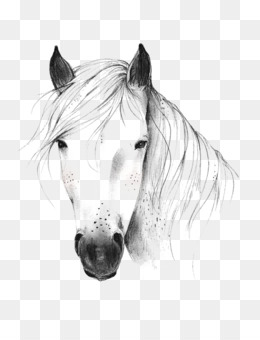 Como desenhar um cavalo Desenho Pintura Esboço, cavalo, cavalo, branco,  mamífero png