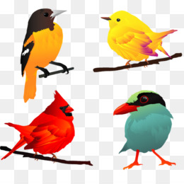 Pássaro Opila Vetor PNG , Desenho De Pássaro, Pássaro Bonito