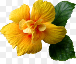 Flor Tropical fundo png & imagem png - Shoeblackplant Flor Mallows Clip-art  - flor tropical png transparente grátis