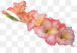 Flores Tropicais fundo png & imagem png - Resolução de vídeo Gladiolus  televisão de Alta definição - flores tropicais png transparente grátis