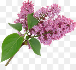 Flor Lilás fundo png & imagem png - Inglês lavanda Verão lilás Flor do  Arbusto - lavanda png transparente grátis