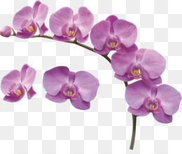 Orquídeas fundo png & imagem png - Molduras - orquídeas png transparente  grátis