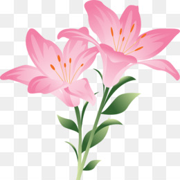 Jasmin, Flor fundo png & imagem png - Flores de corte Animação - jasmin,  flor png transparente grátis