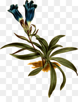 Mandrake fundo png & imagem png - O Mandrake Desenho De Planta De Raiz -  Mandrake png transparente grátis