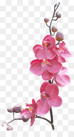 Orquídeas fundo png & imagem png - Molduras - orquídeas png transparente  grátis
