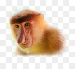 desenho de cabeça de animal - macaco-narigudo 16659553 PNG