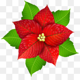 Flor Do Natal fundo png & imagem png - Design Floral Natal pintura em  Aquarela Clip-art - Aquarela de Natal decoração de flores png transparente  grátis